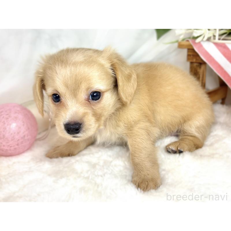 販売中の滋賀県のチワックス:チワワ×ミニチュアダックスフンド-413320の2枚目